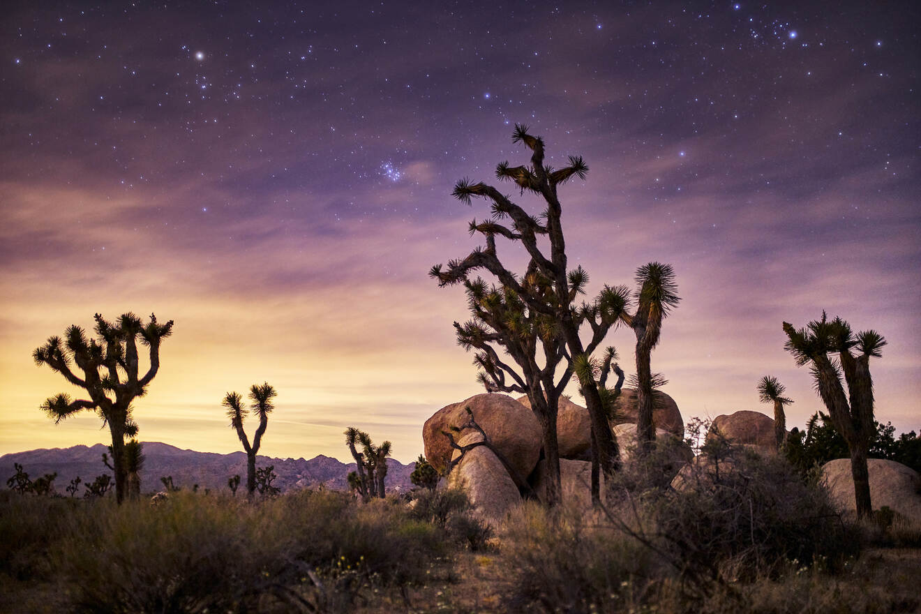 cacti in the Joshua Tree national park under the starry sky